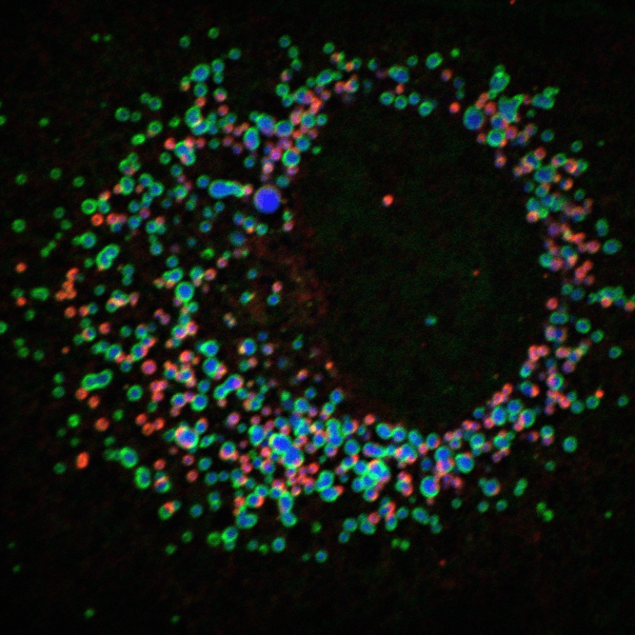 Schaubild fluoreszierende Proteine