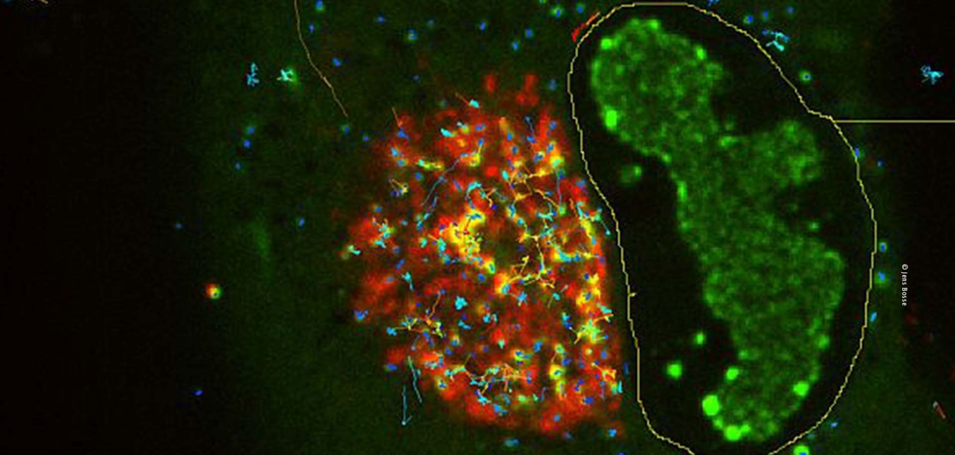 Schaubild Spur der Viruspartikel einer infizierten Zelle